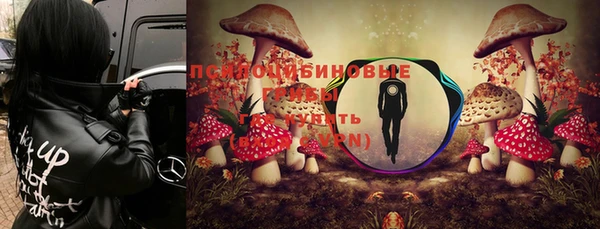 стаф Аркадак